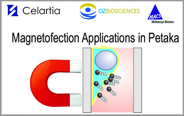 Magnetofection 2 - Celartia