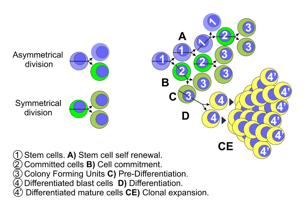 stem cell celartia